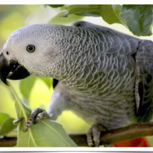 African Grey Parrots - Contact us for " Estimated Delivery Times"