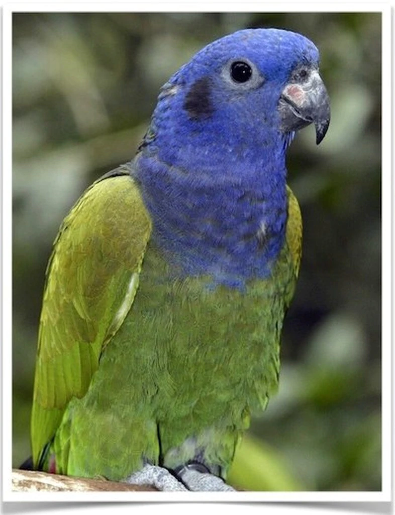 Blue Headed Pionus - Image 2