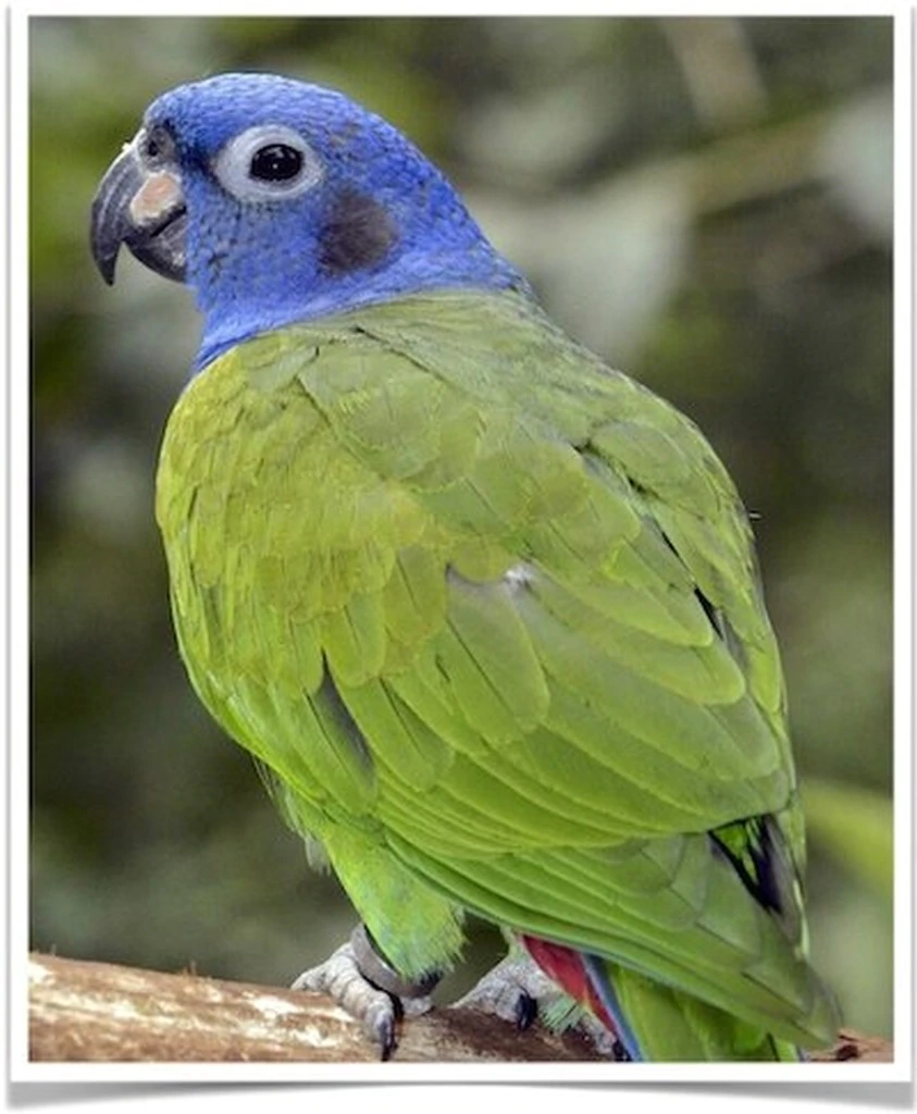 Blue Headed Pionus
