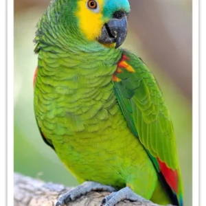 Blue fronted Amazon
