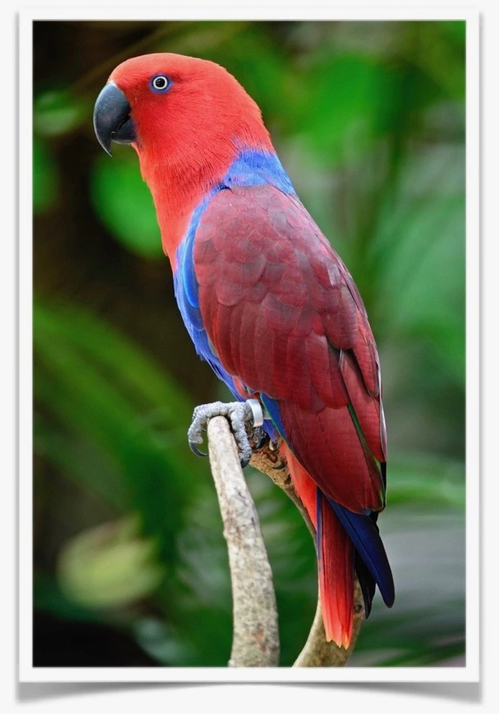 Eclectus - Contact us for " Estimated Delivery Times" (Copy) - Image 2