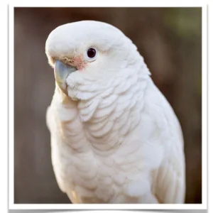Goffin's Cockatoo - Contact us for " Estimated Delivery Times"