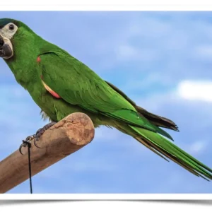 Hahn's Macaw - Contact us for " Estimated Delivery Times"