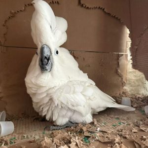 Umbrella Cockatoo - Contact us for " Estimated Delivery Times"