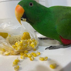 Eclectus - Contact us for " Estimated Delivery Times" (Copy)
