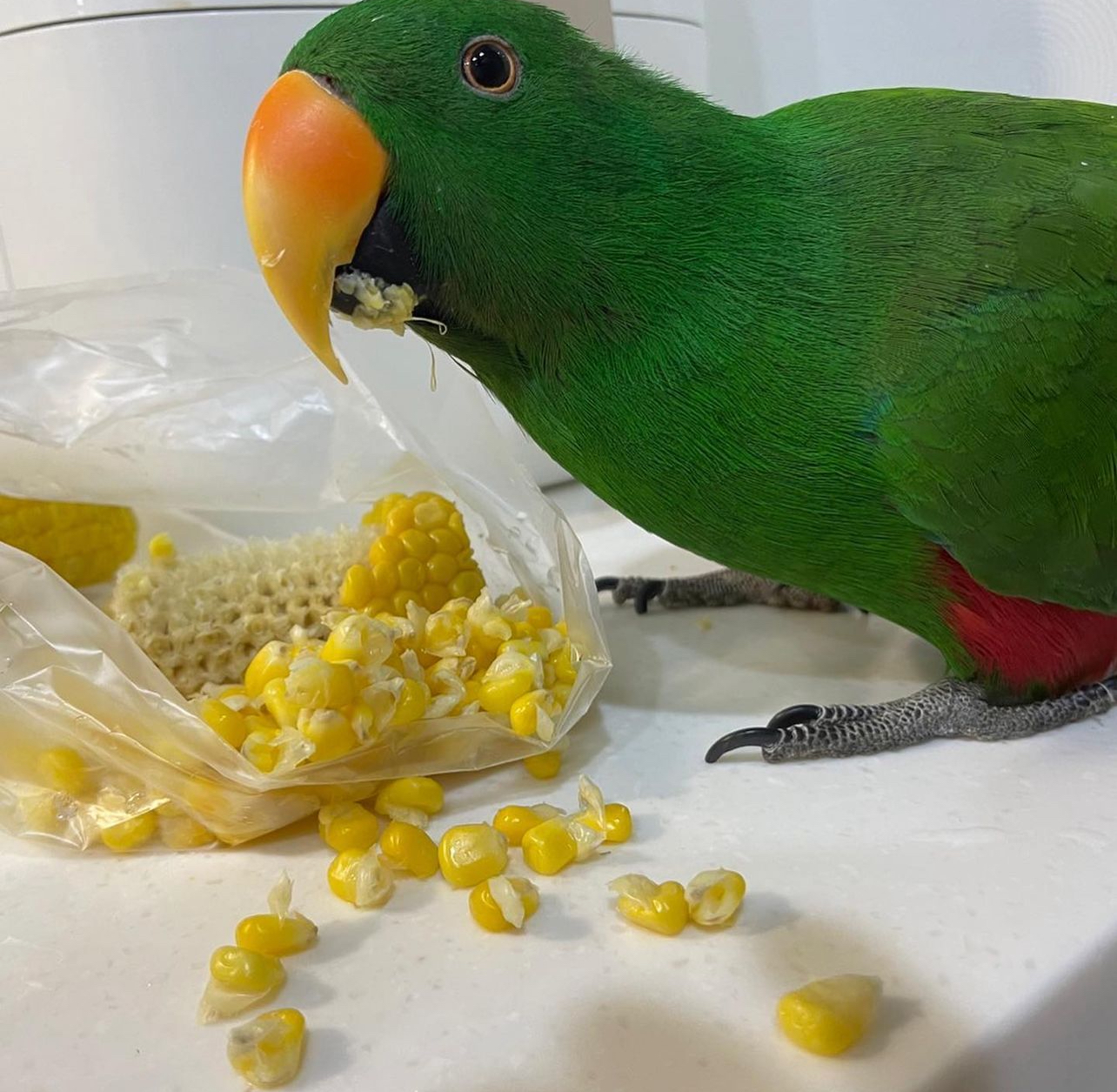 Eclectus - Contact us for " Estimated Delivery Times" (Copy)