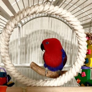 Eclectus - Contact us for " Estimated Delivery Times"