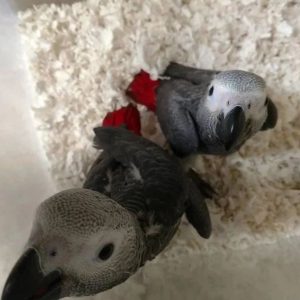 African Grey Parrots - Contact us for " Estimated Delivery Times" (Copy)