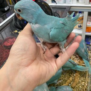 indian ringneck