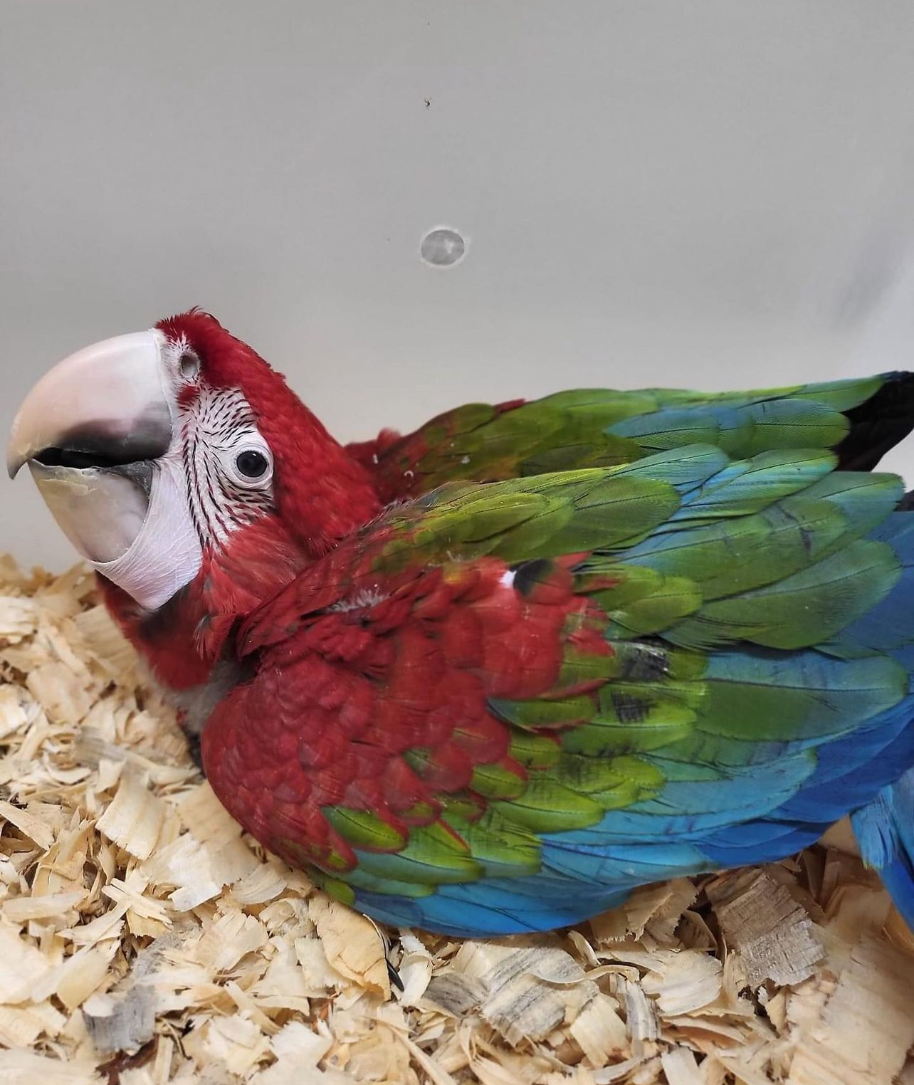 Green wing Macaw - Contact us for " Estimated Delivery Times"