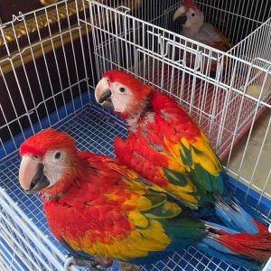 Scarlet Macaw - Contact us for " Estimated Delivery Times" (Copy)