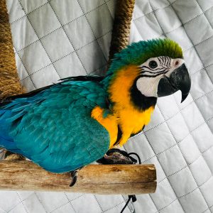 Blue and Gold Macaw - Contact us for " Estimated Delivery Times"
