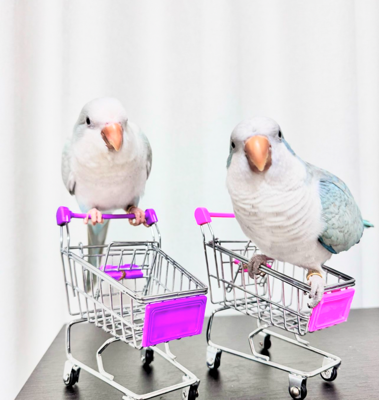 John and Lilly - Image 2