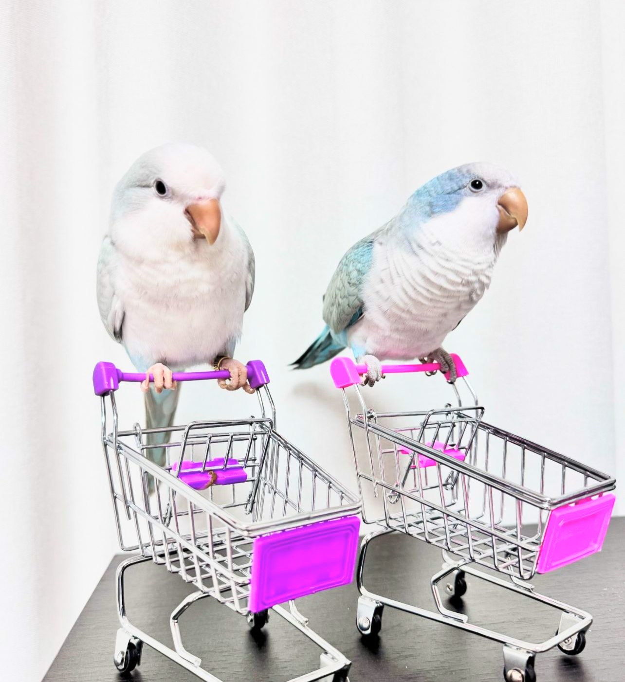 John and Lilly - Image 4