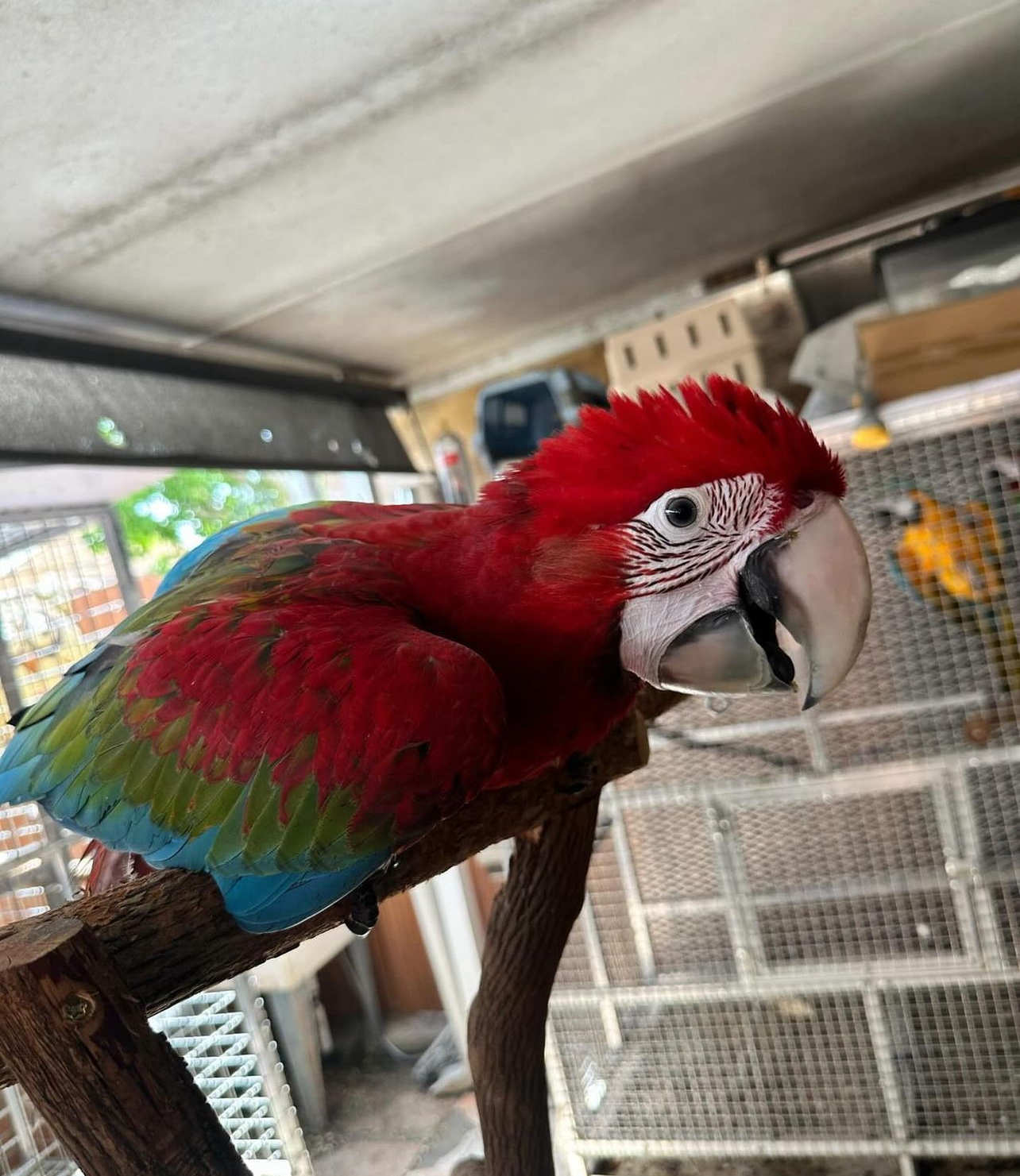 Green wings macaw - Image 3