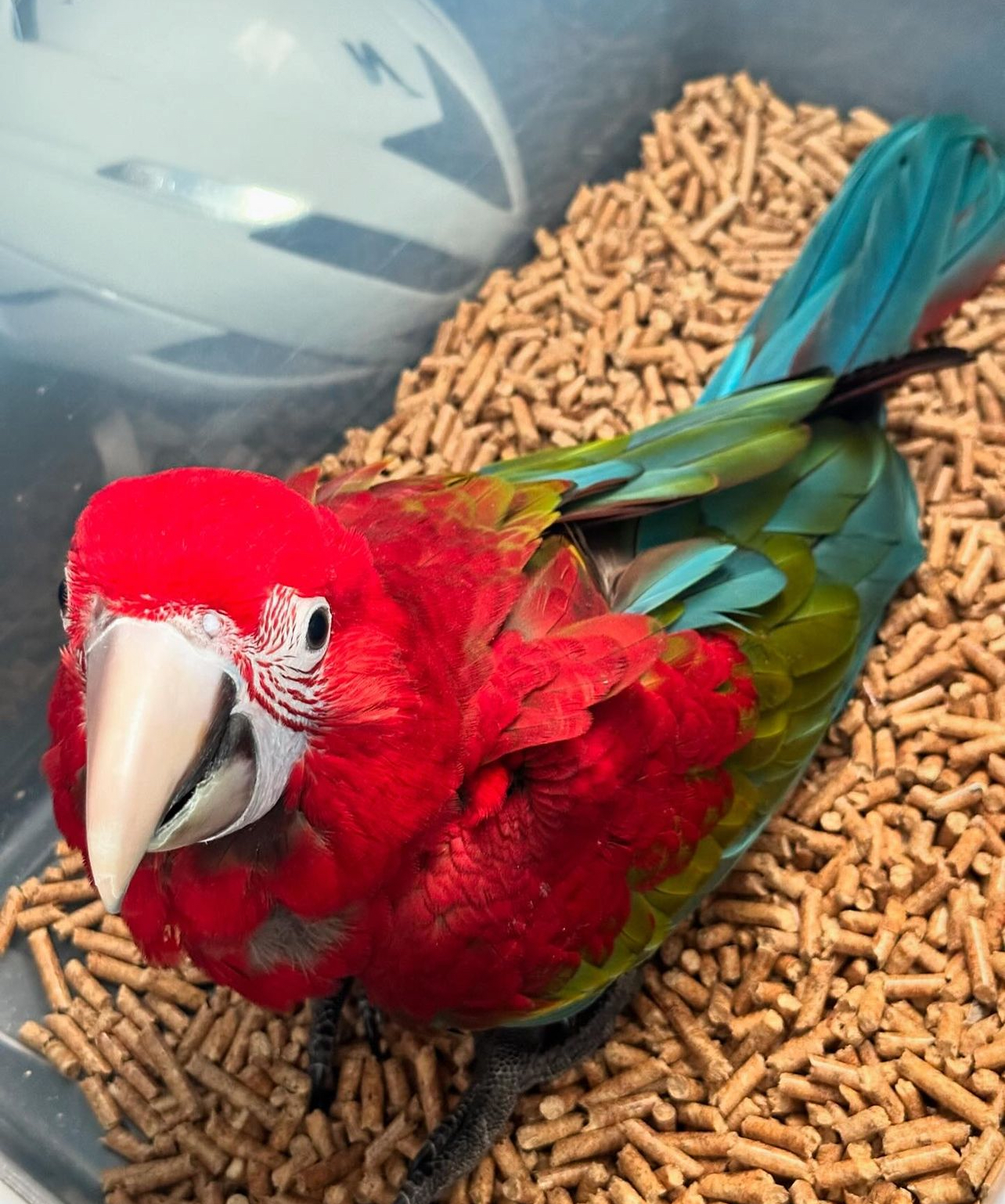Green wings macaw - Image 2