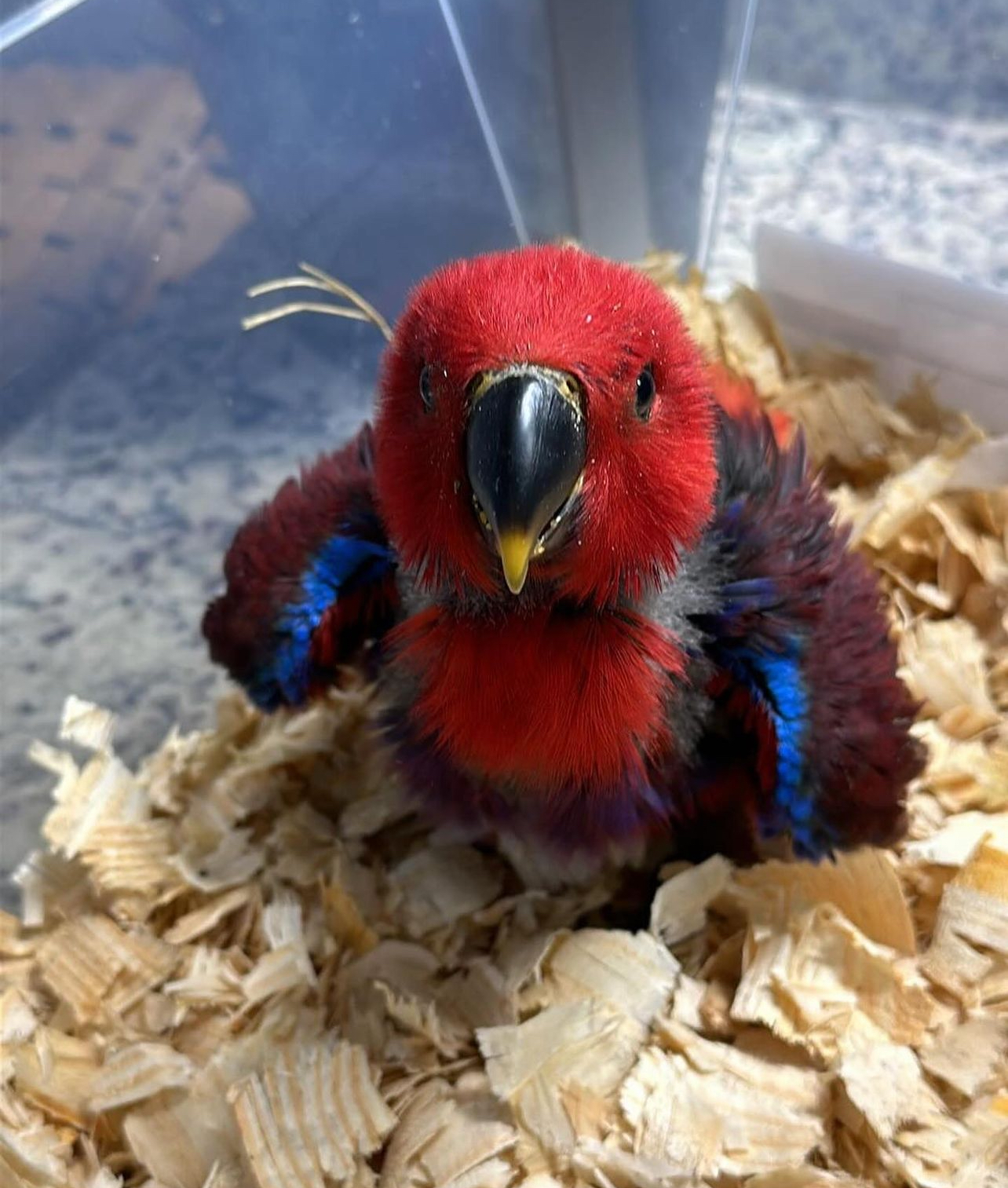 Male and Female Eclectus