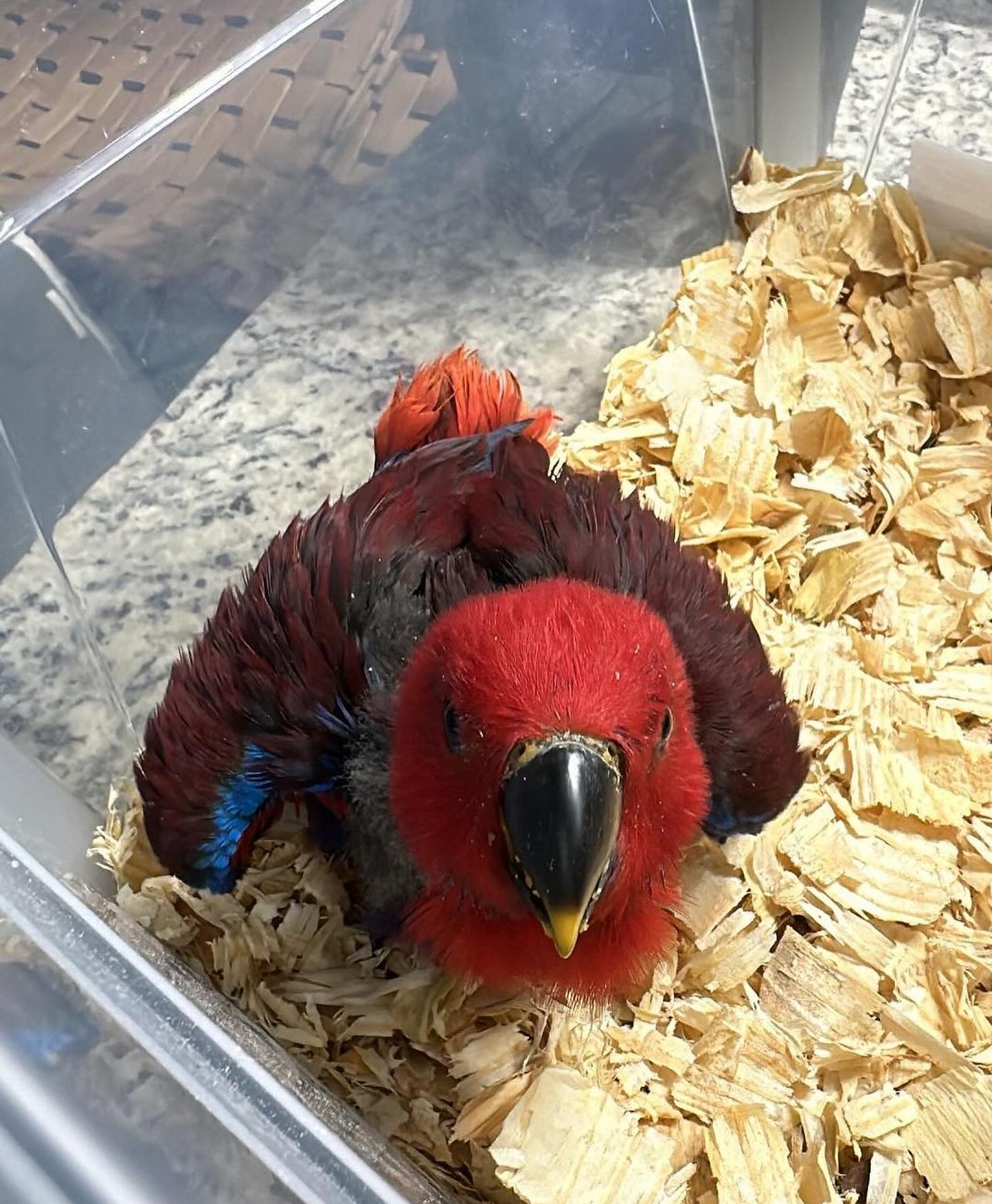 Male and Female Eclectus - Image 3