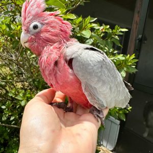 Rose breasted cockatoo