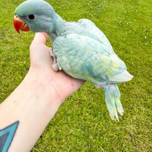India ringneck