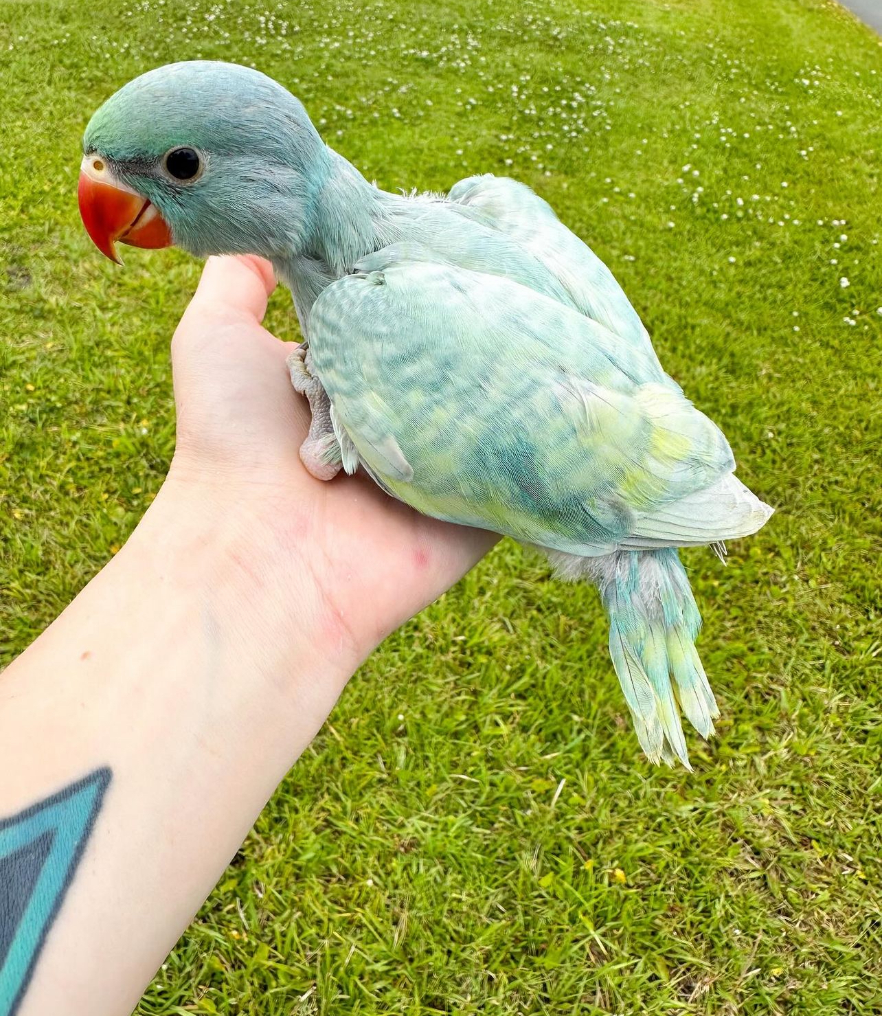 India ringneck