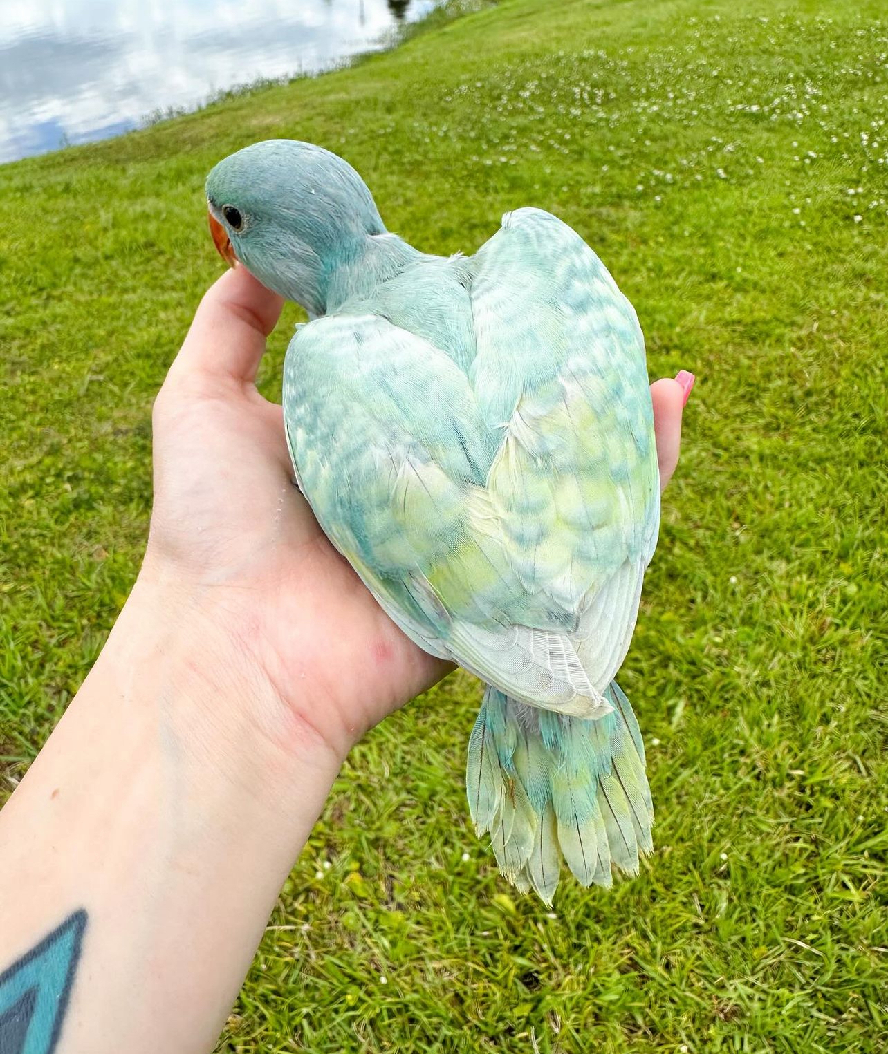 India ringneck - Image 3