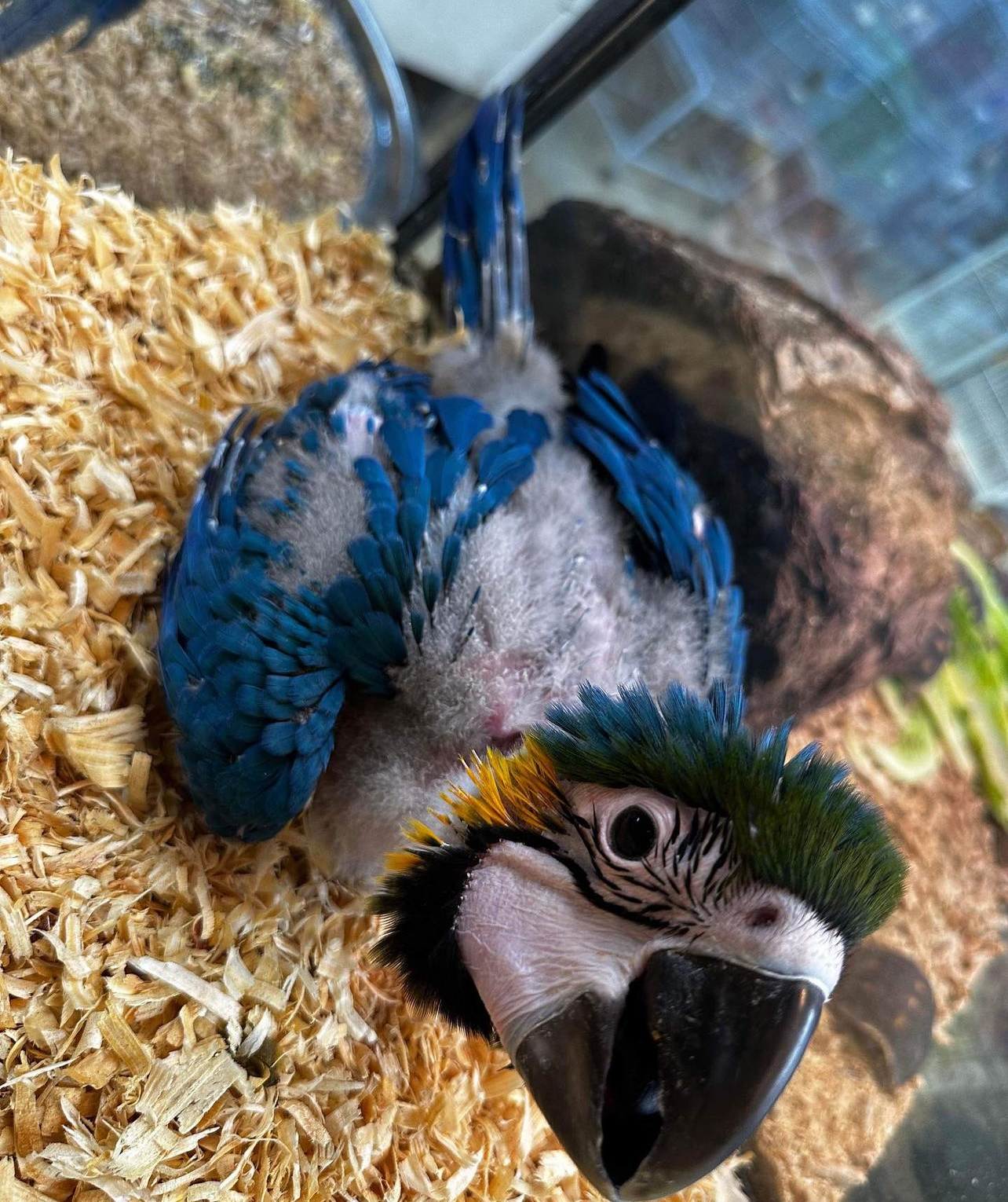 Blue and gold macaw - Image 3