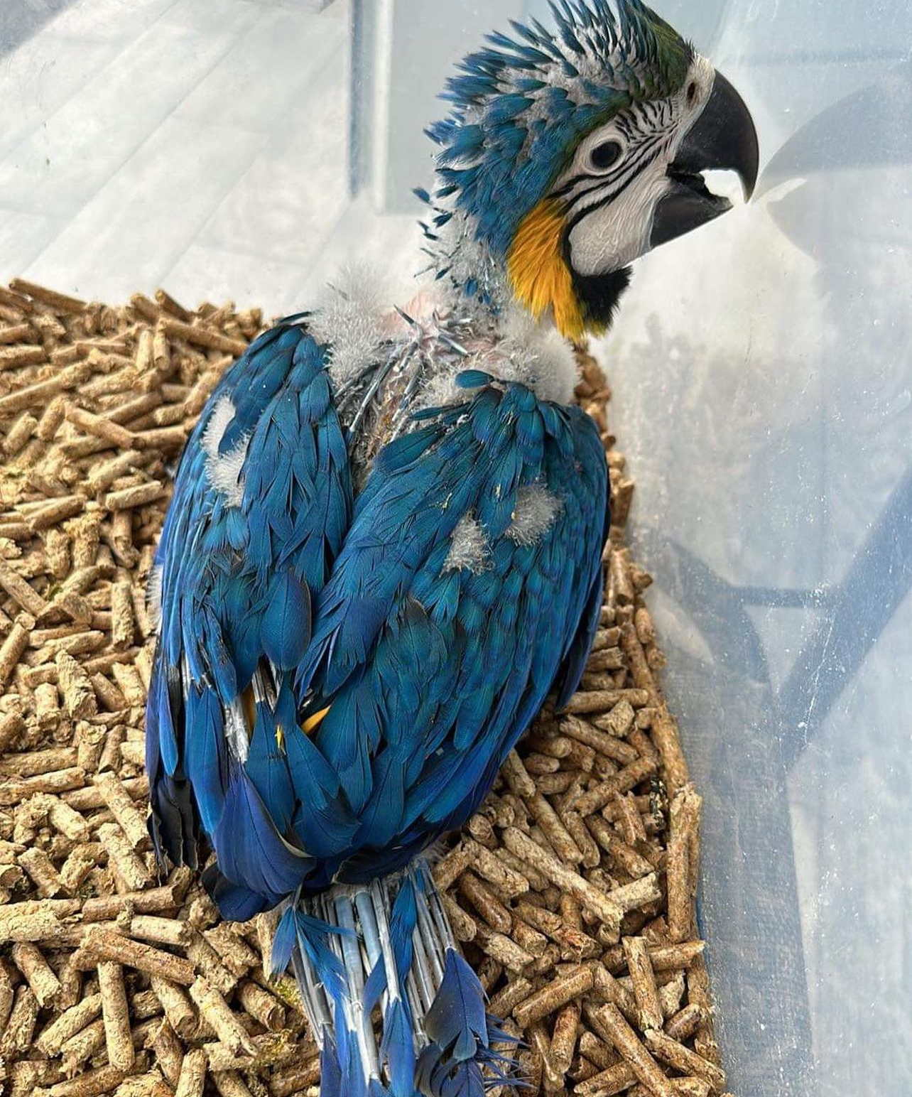 Blue and gold macaw - Image 2