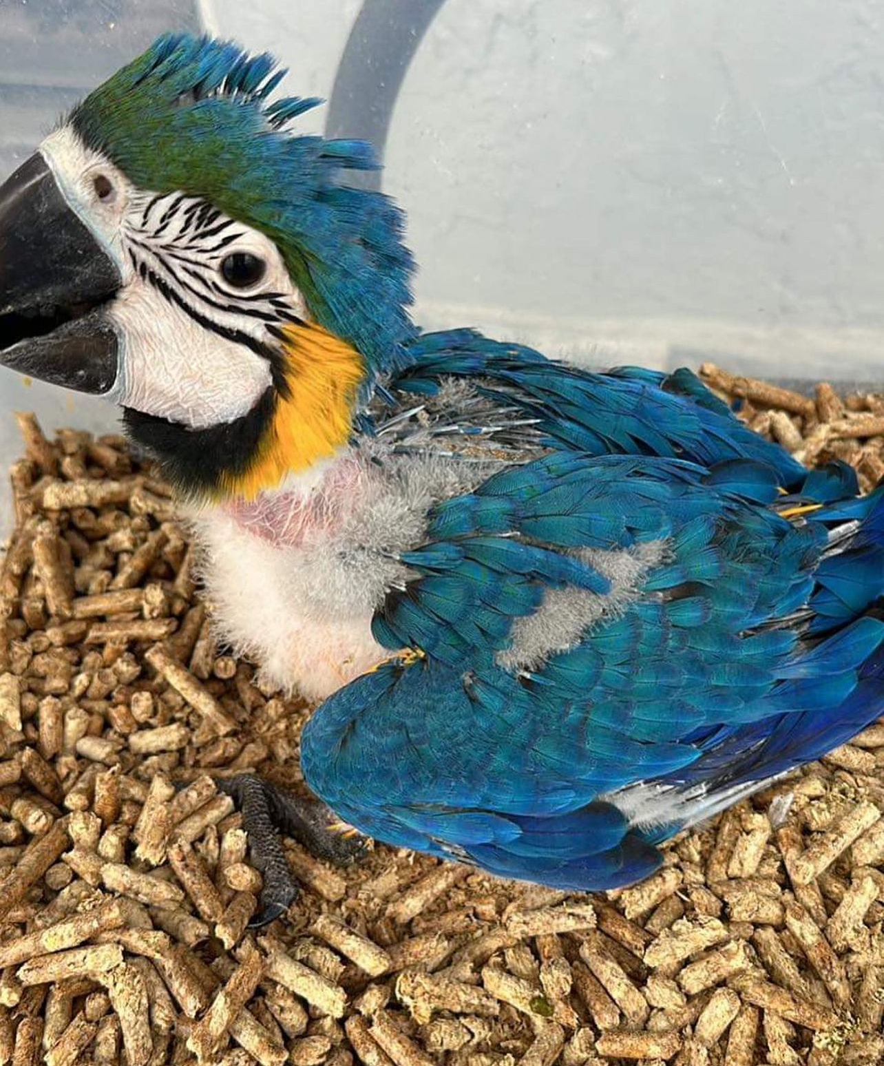 Blue and gold macaw