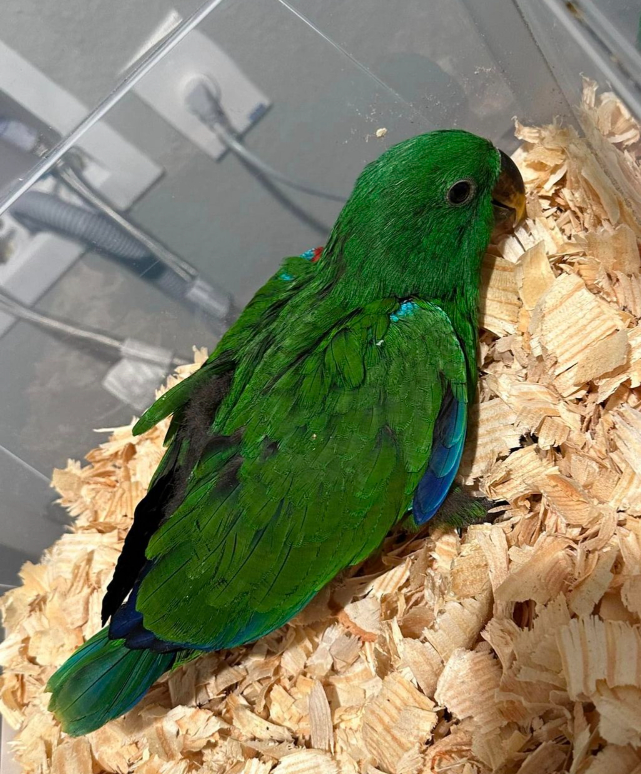 Male and Female Eclectus - Image 4