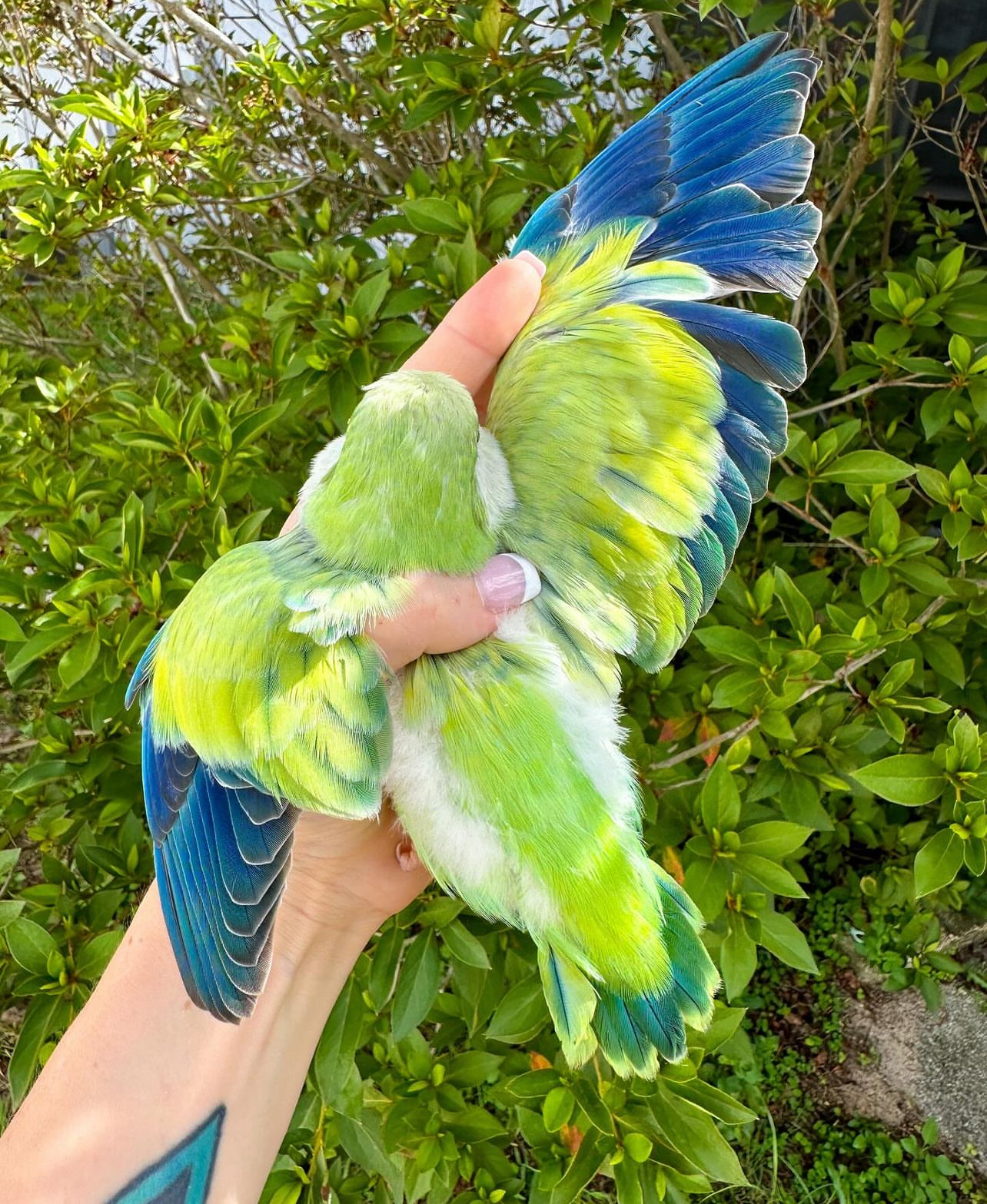 Green turquoise Quaker - Image 3
