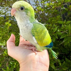 Green turquoise Quaker