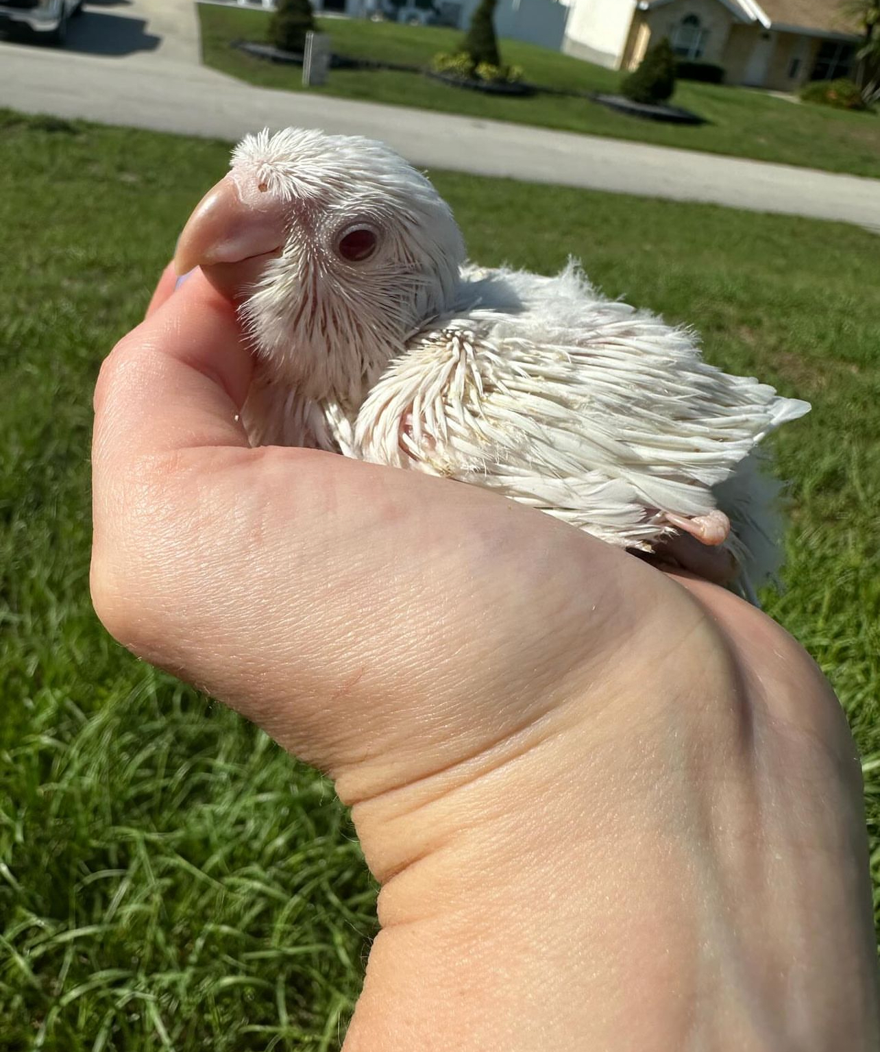 Albino quaker