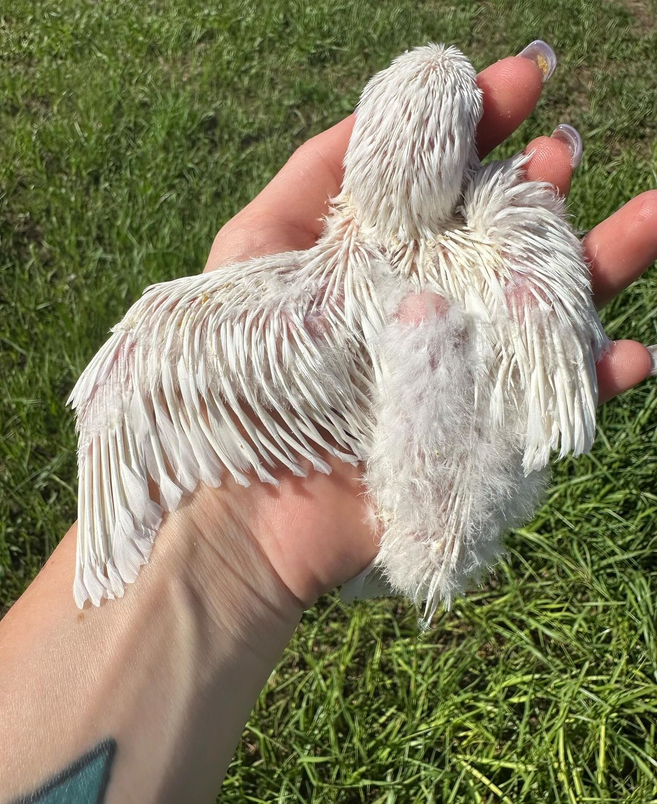 Albino quaker - Image 3