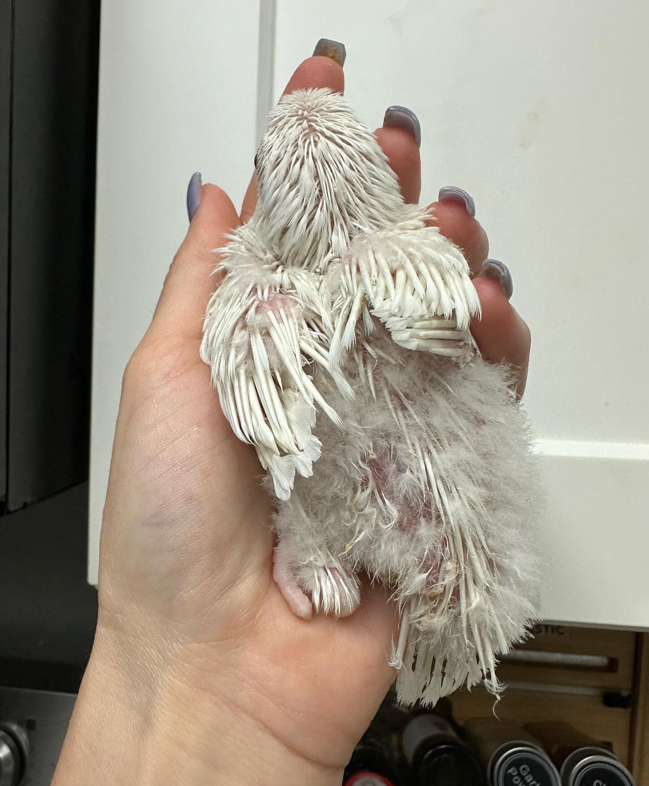 goffin cockatoo - Image 5