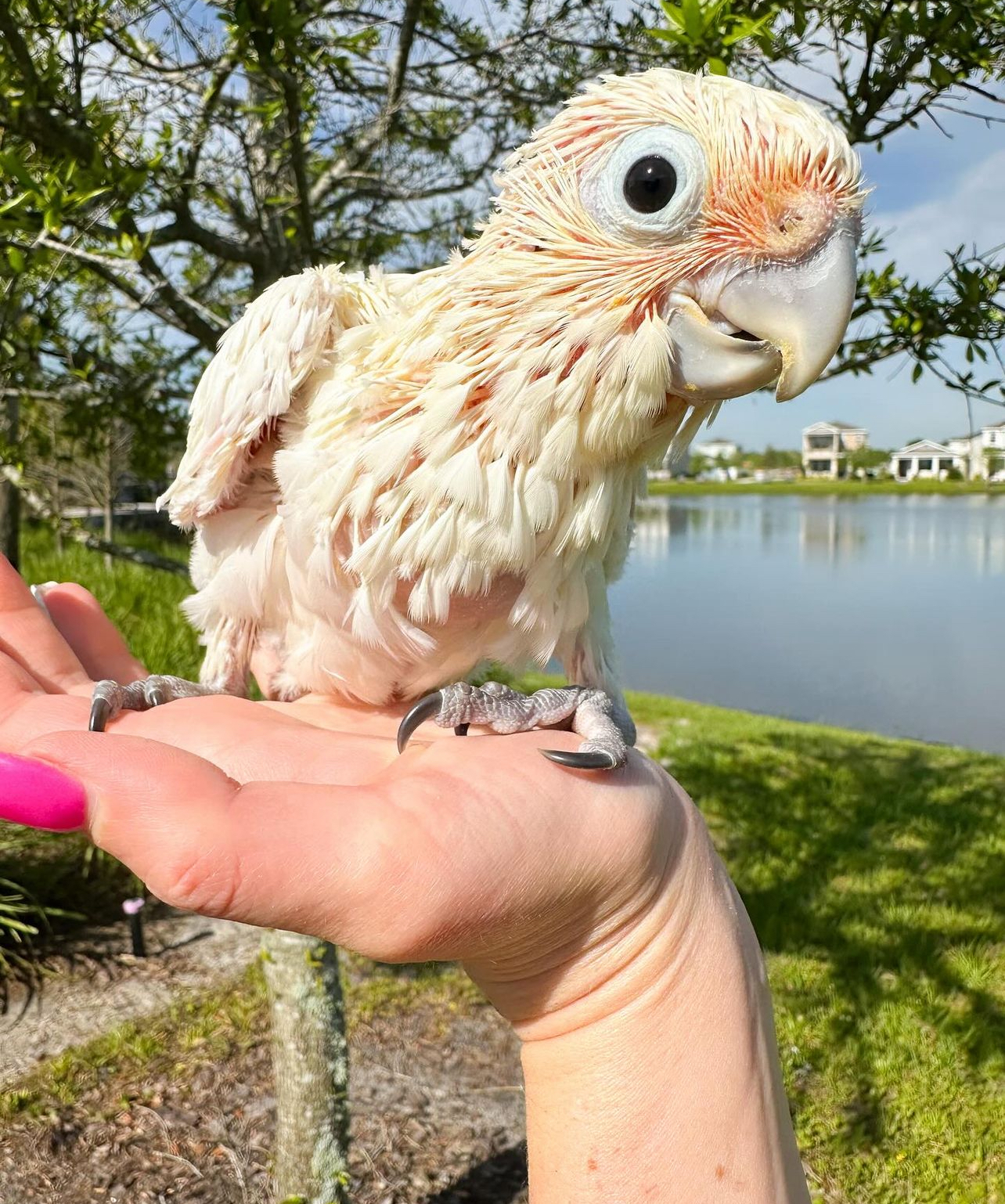 goffin cockatoo - Image 2
