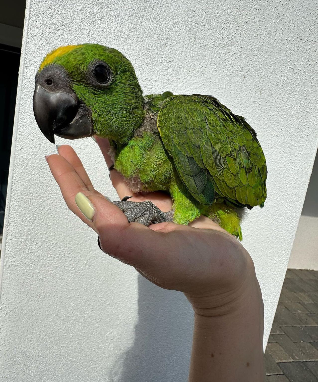baby yellow fronted amazon
