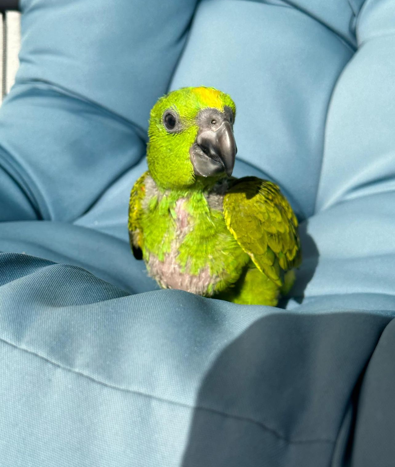 baby yellow fronted amazon - Image 5