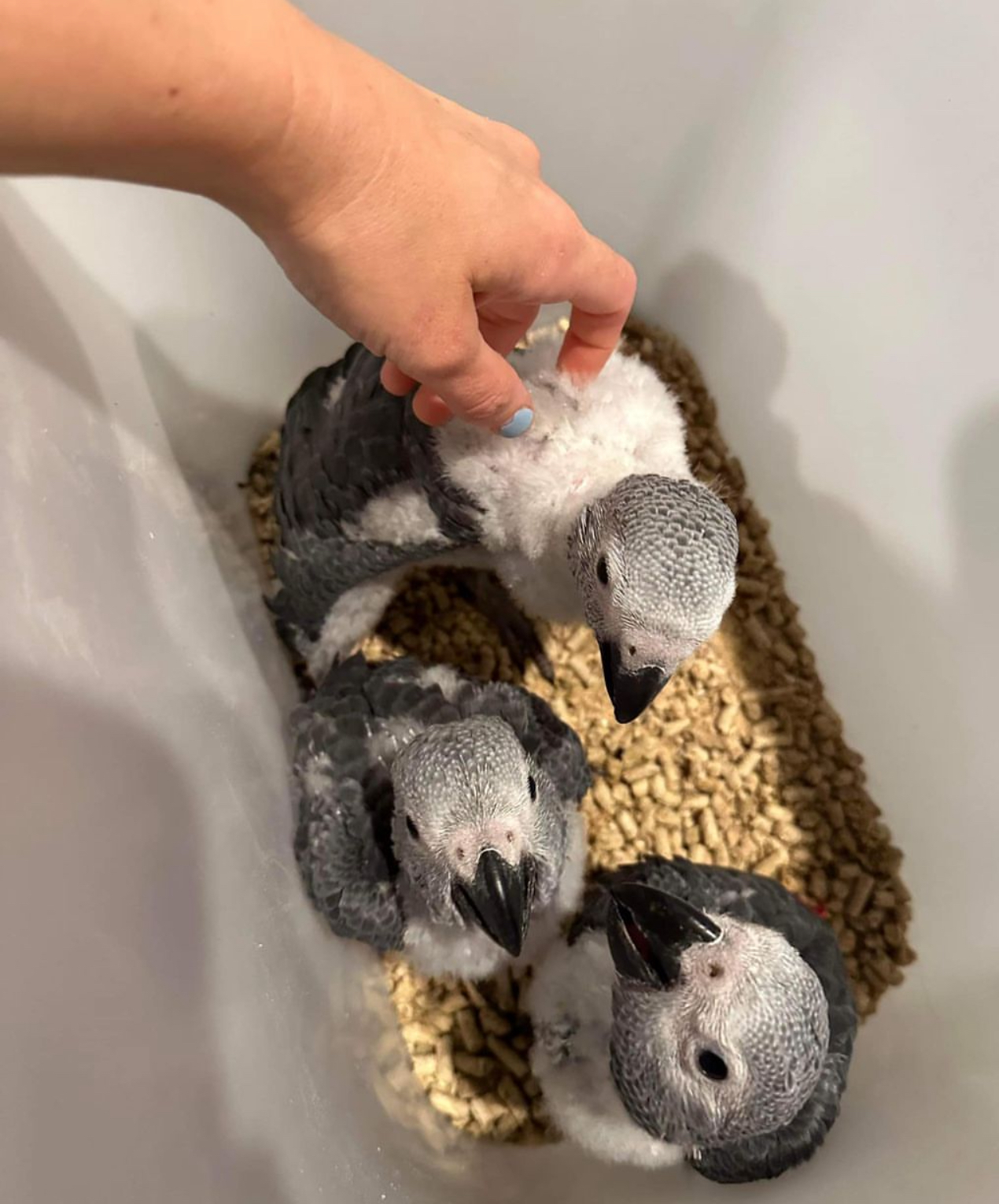 African Grey parrot