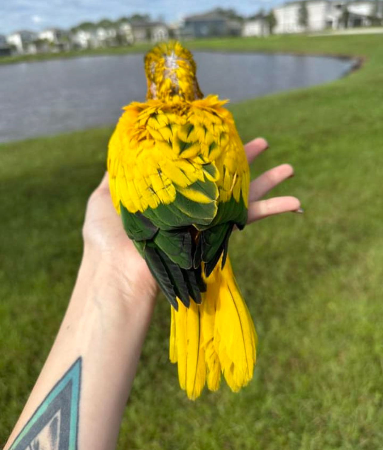 Golden conure - Image 3