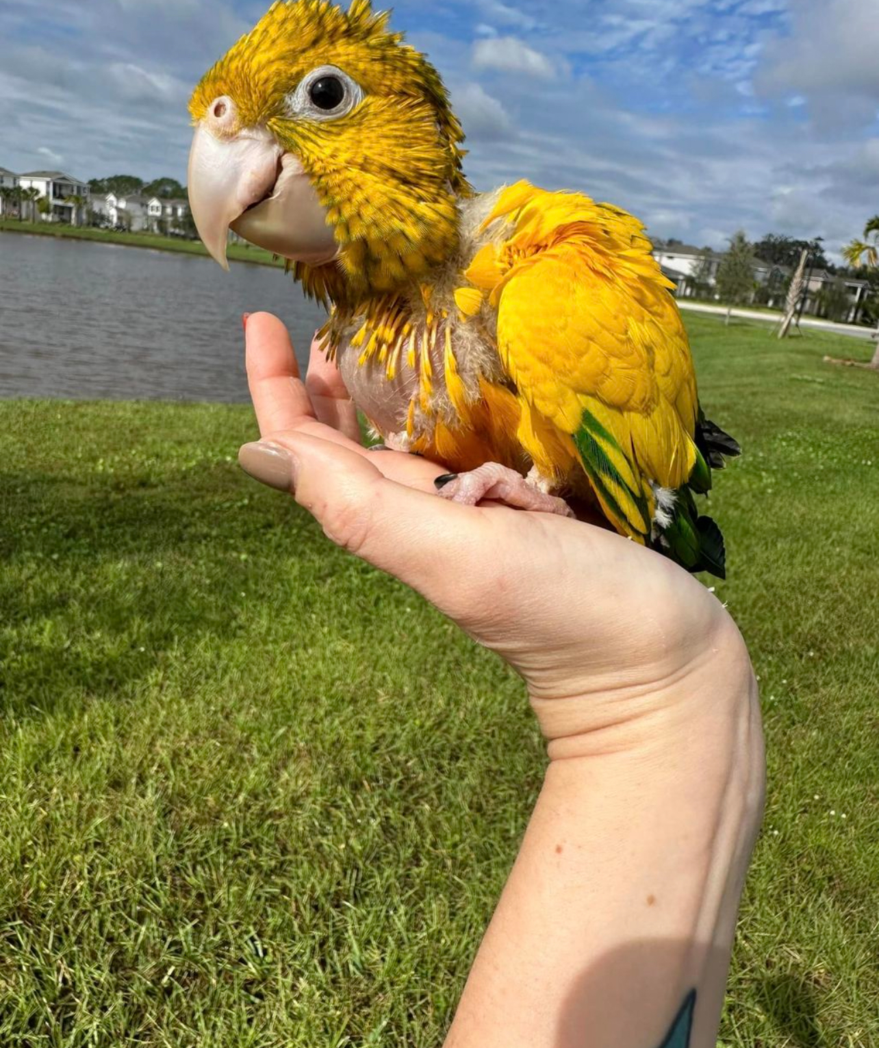 Golden conure - Image 2