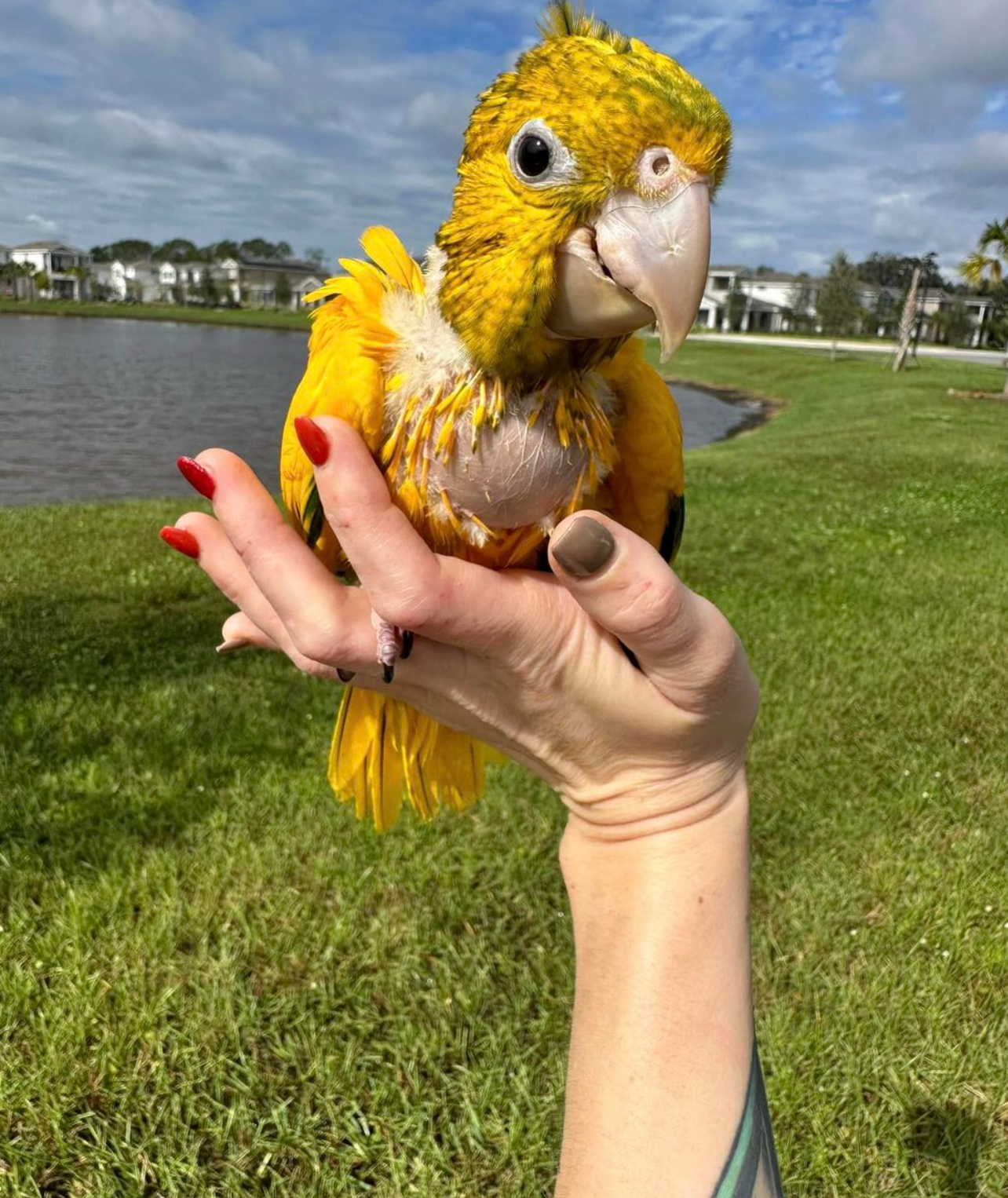 Golden conure