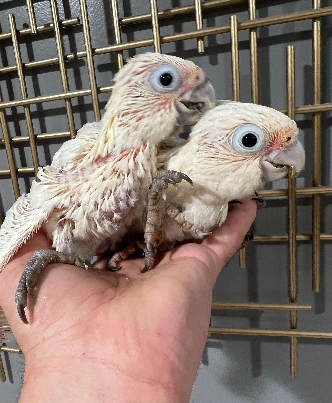 goffin cockatoo