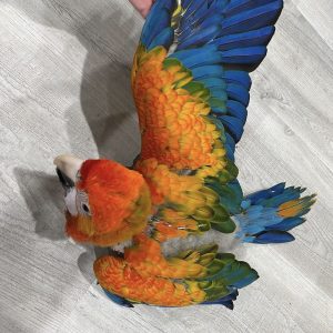 Capri Macaw