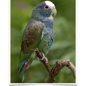 White-Crowned Pionus