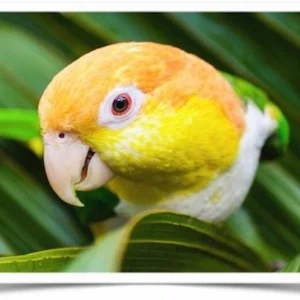 White Bellied Caique