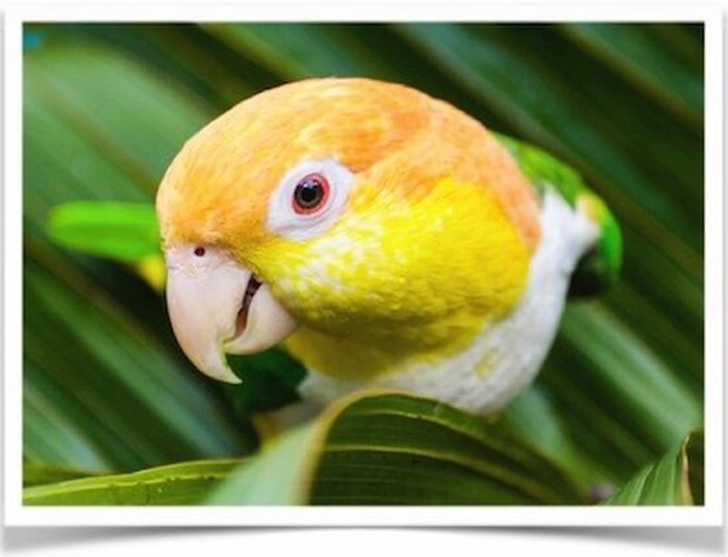 White Bellied Caique